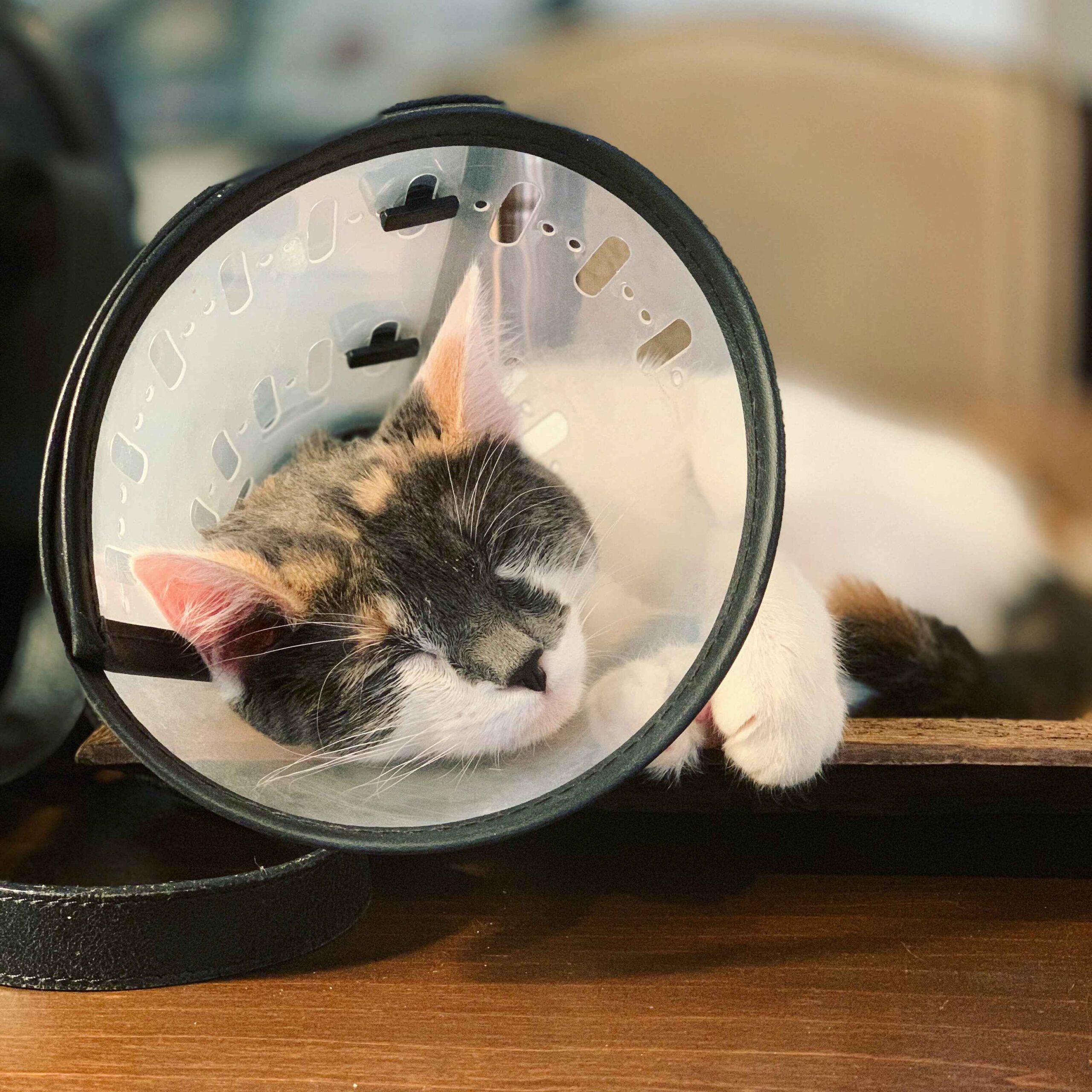 Kainer Pet Wellness Exams & Plans | Kainer Veterinary Hospital