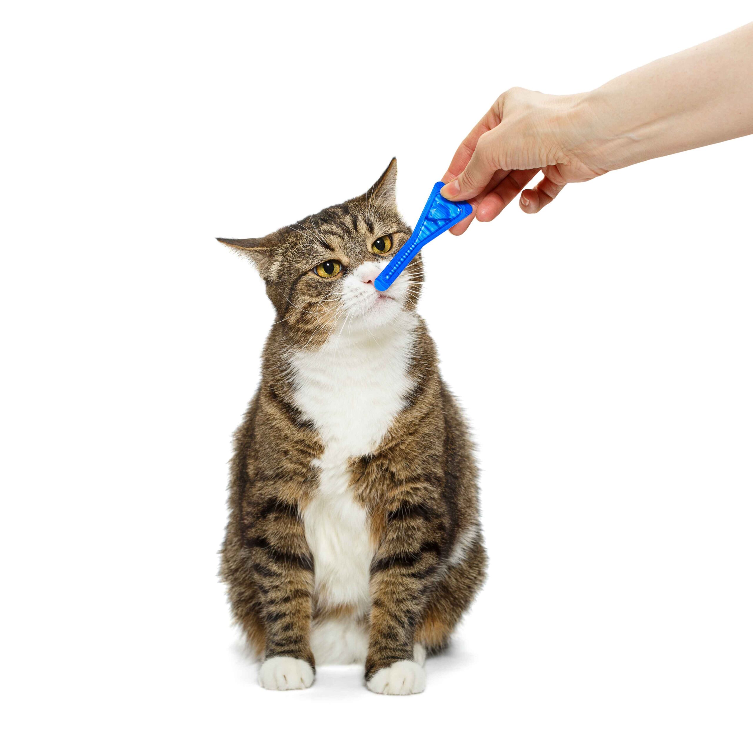 Picture of Flea and Tick Prevention for Dogs & Cats | Kainer Vet Hospital