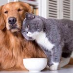 Health Issues in Senior Dogs and Cats