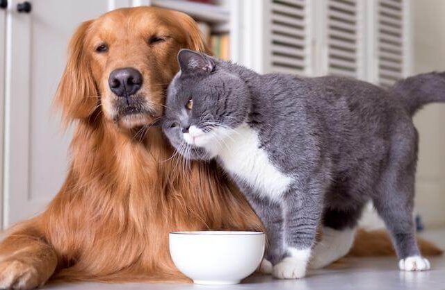 Health Issues in Senior Dogs and Cats