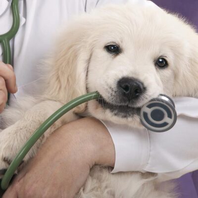 Pet’s Health