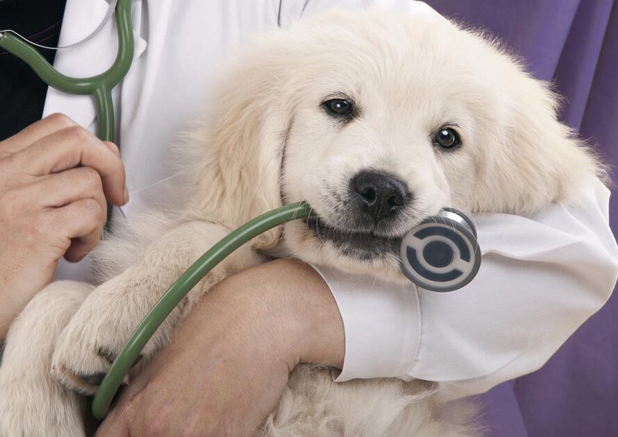 Pet’s Health