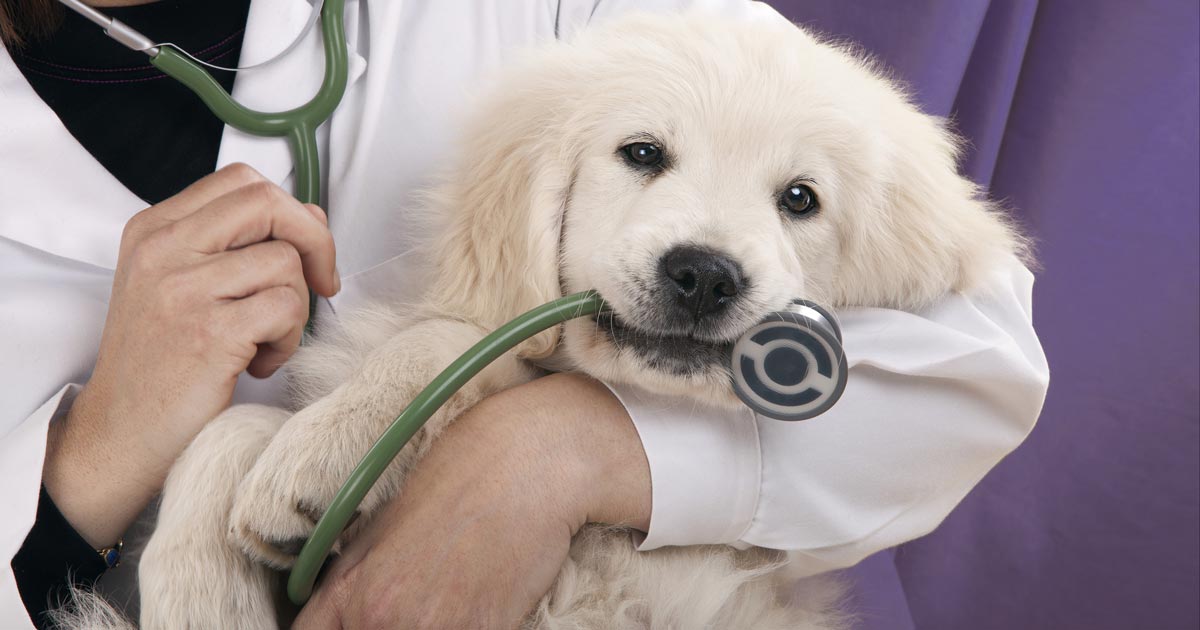 Pet’s Health