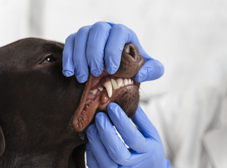 Pet Dental Care