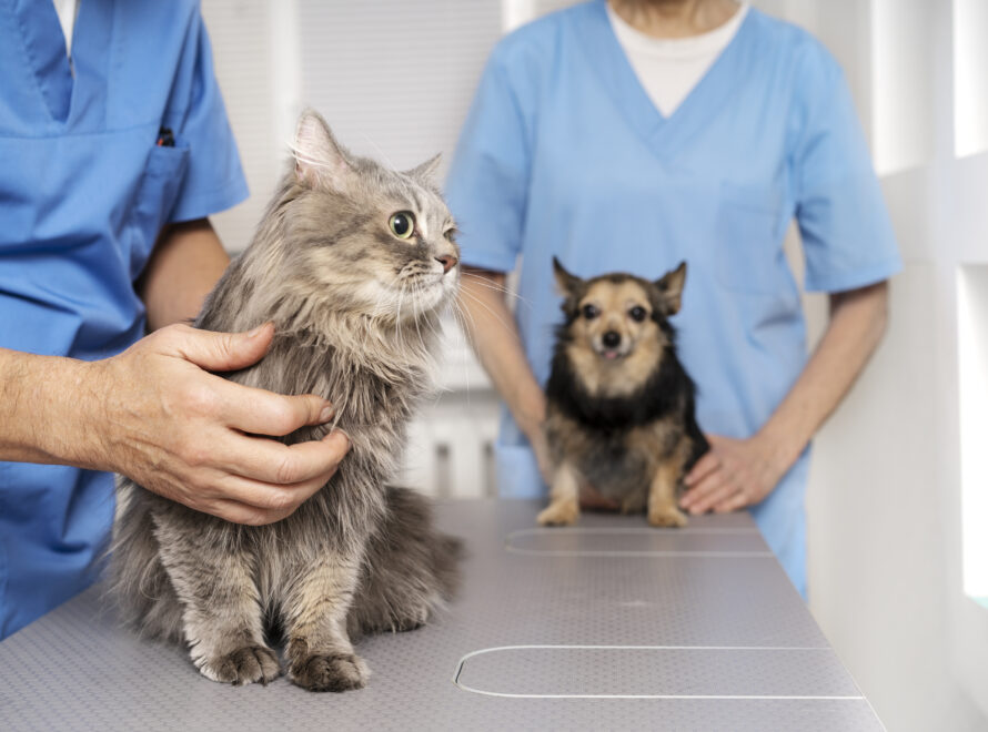 Pet Spa