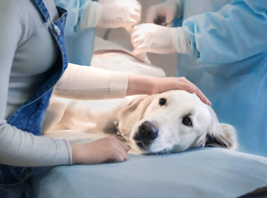 pets care