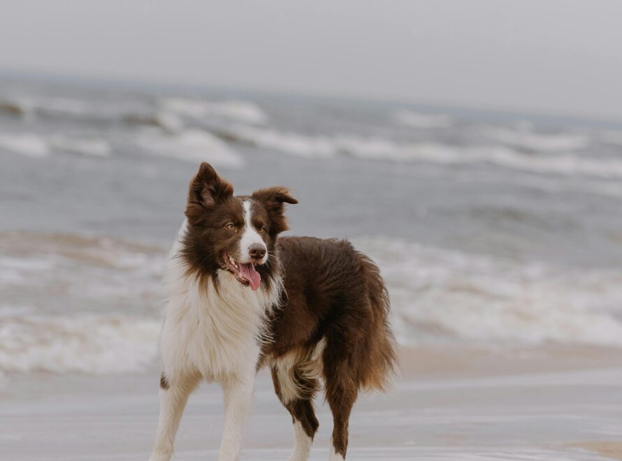 Pet Allergies