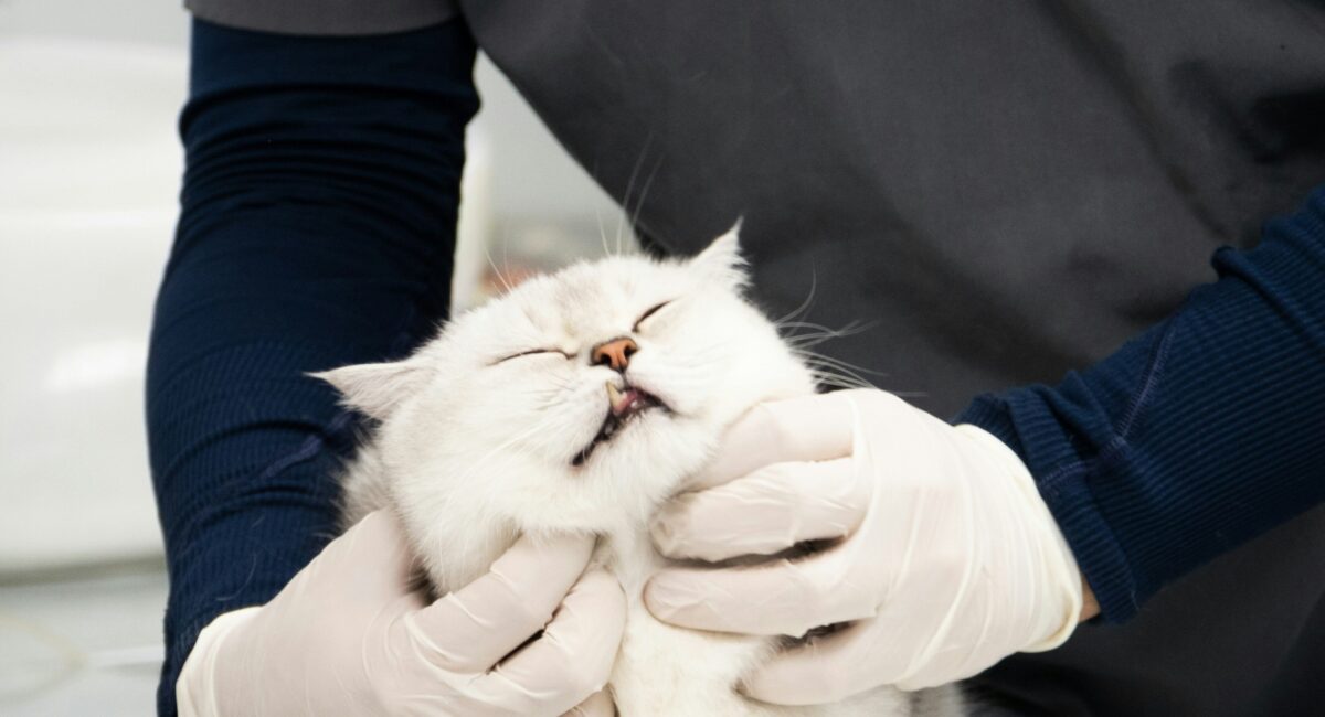 pet health checkups