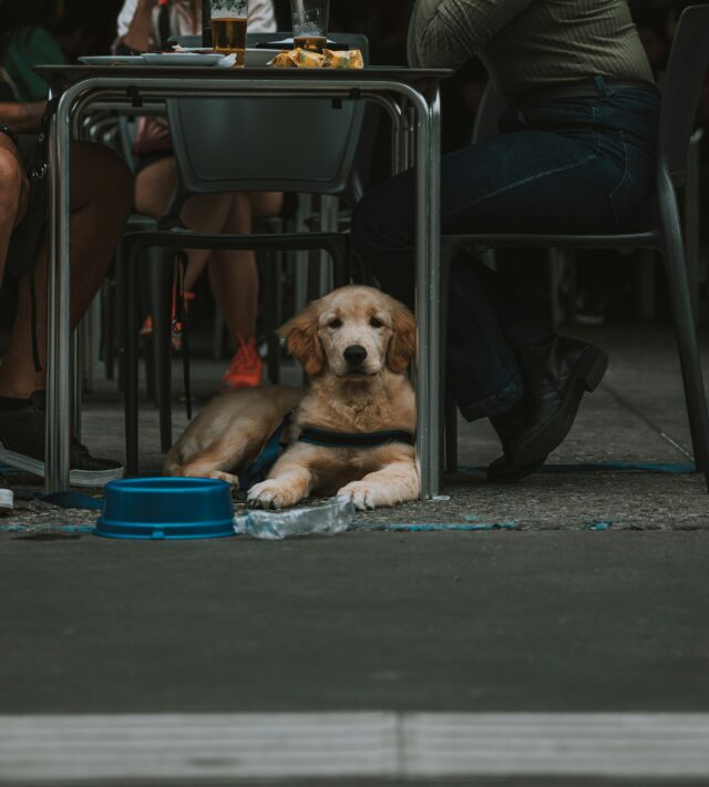 pet digestion