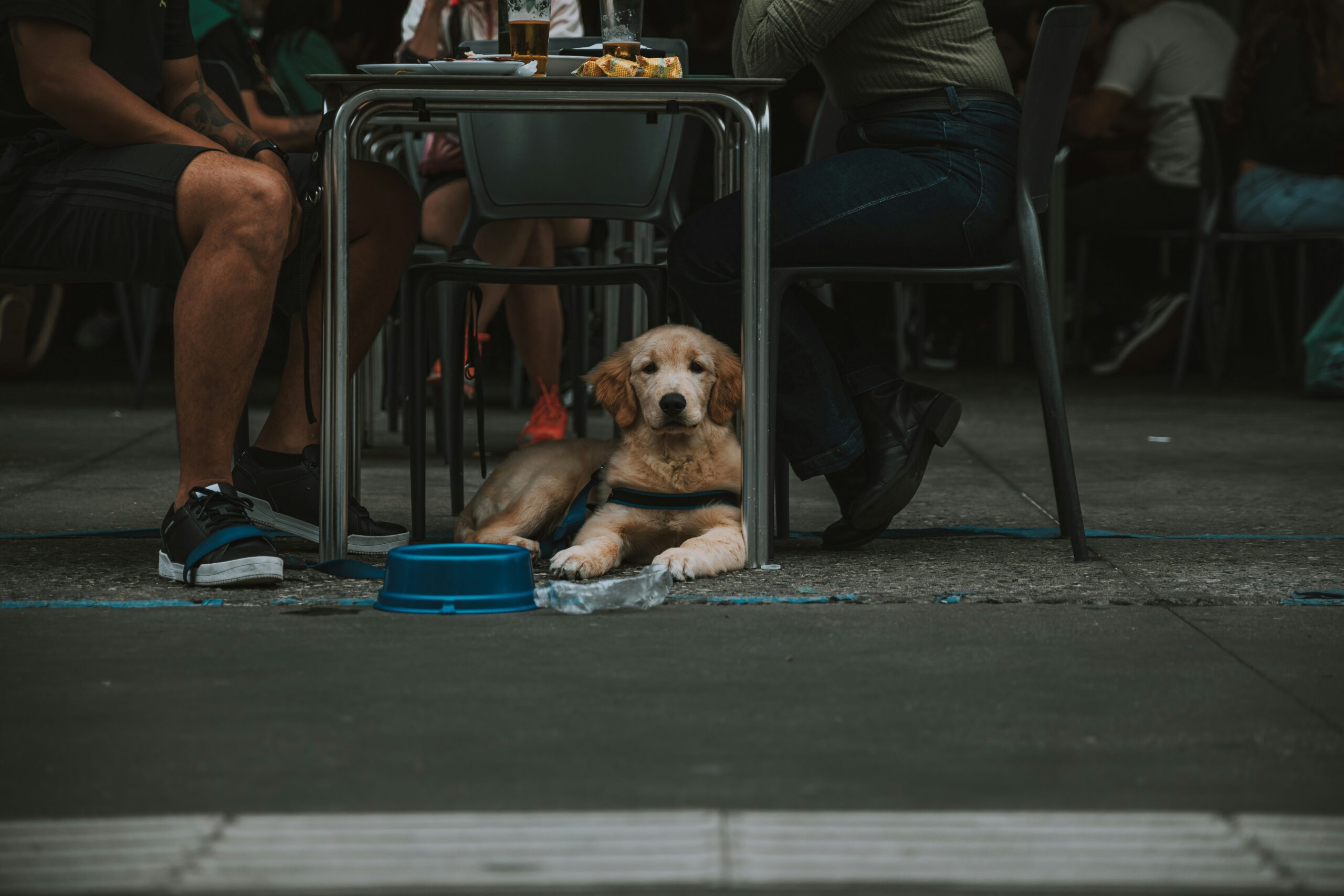 pet digestion