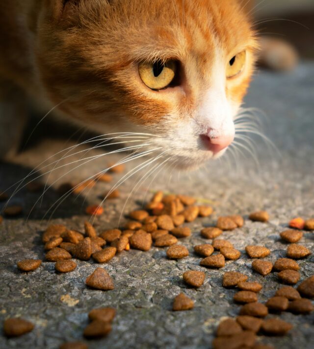 pet poisoning
