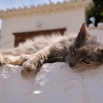 pet overheating