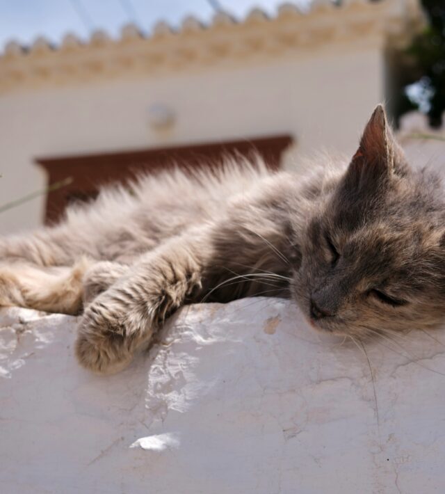 pet overheating