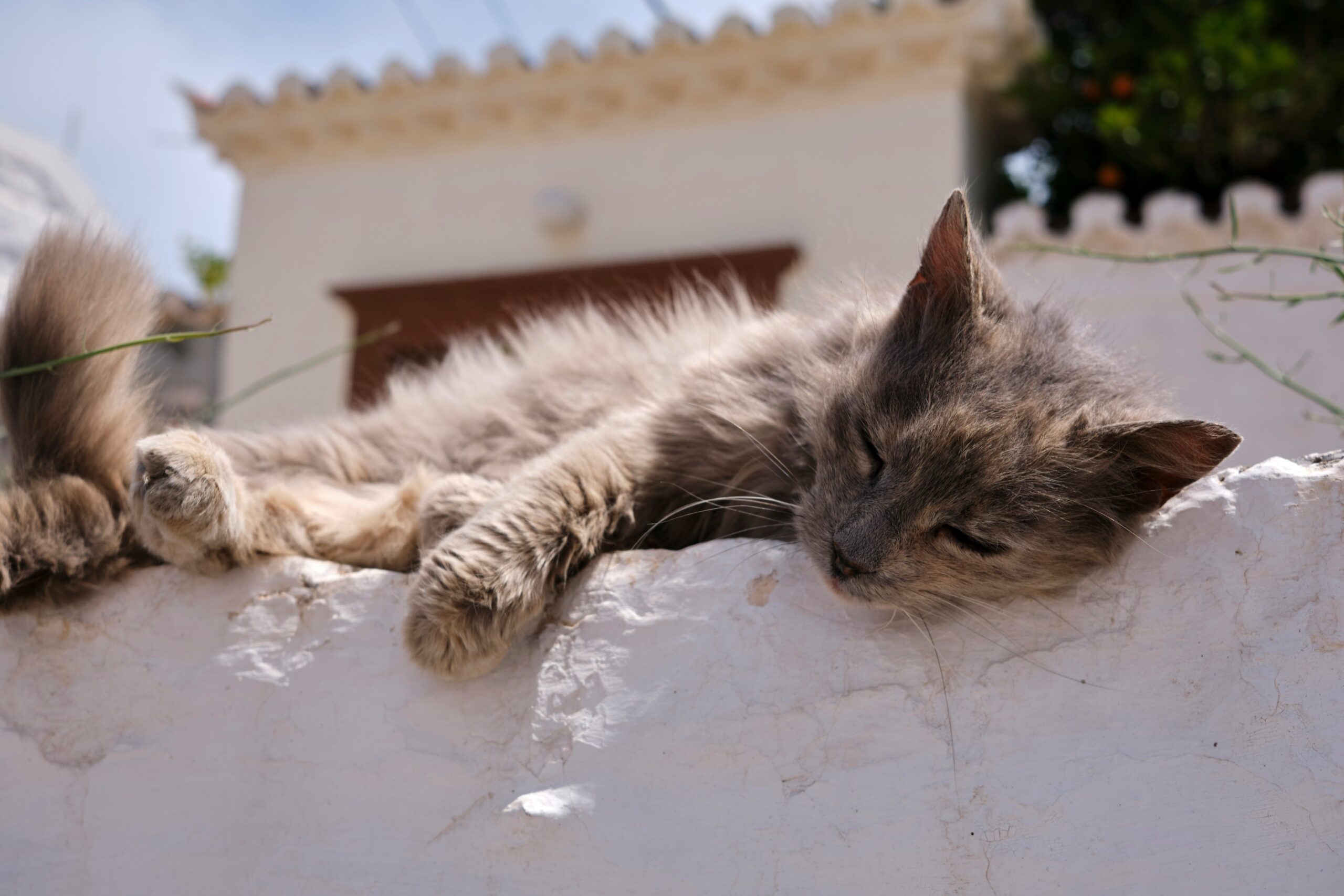 pet overheating