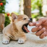 heartworm disease
