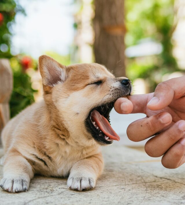 heartworm disease