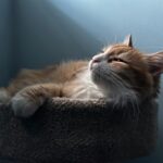 new pet introduction tips