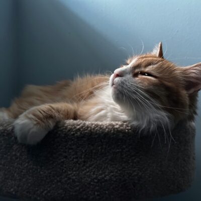 new pet introduction tips