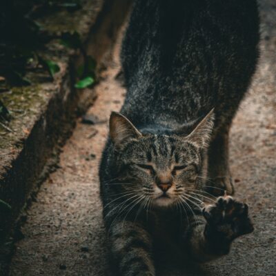 cat aggression