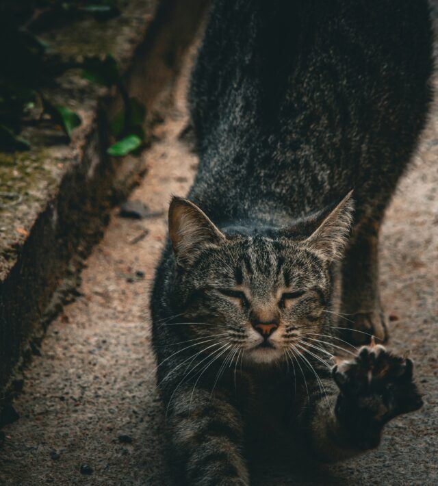 cat aggression