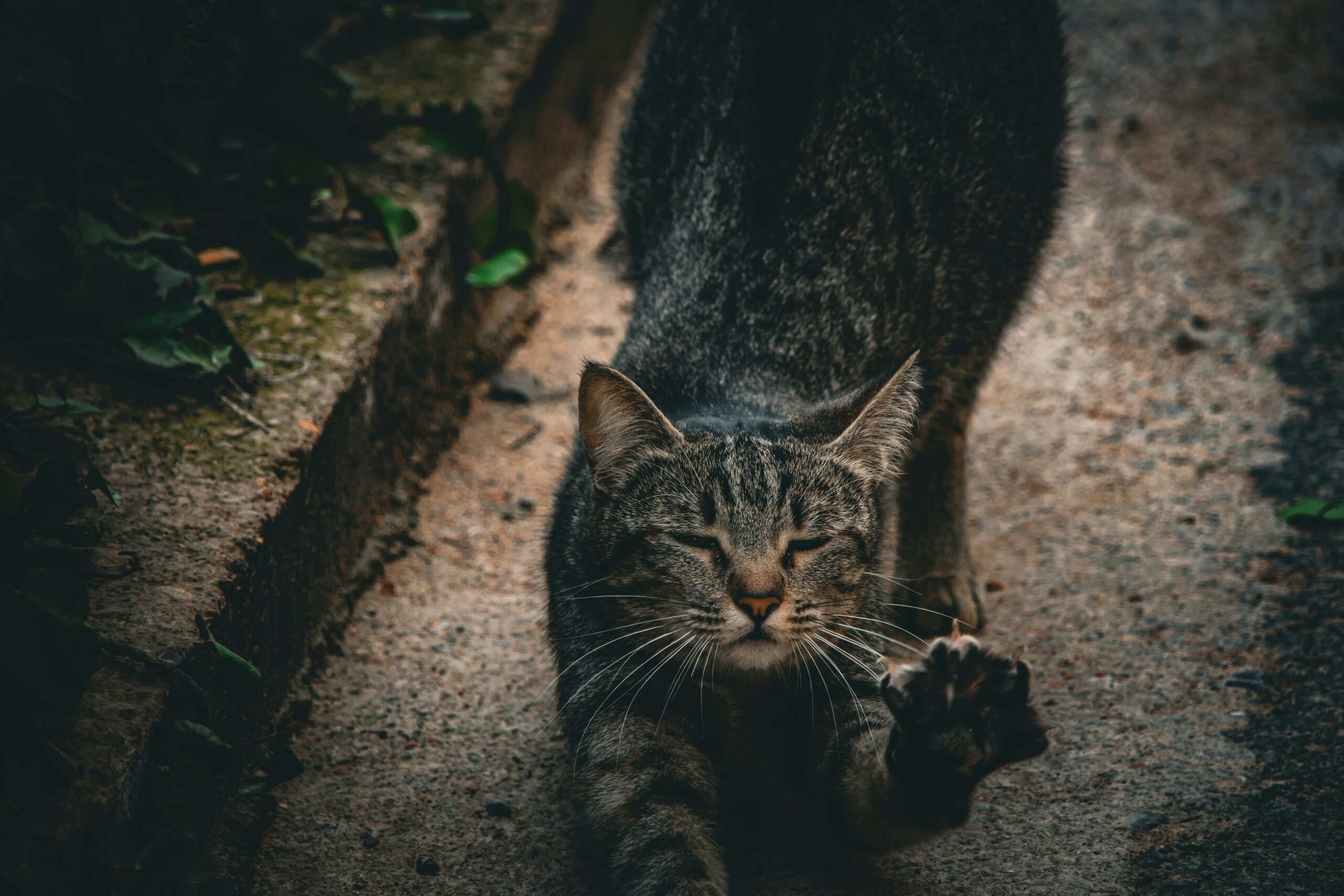 cat aggression