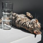 importance of water for pets