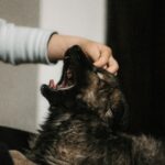 effects of stress on pets