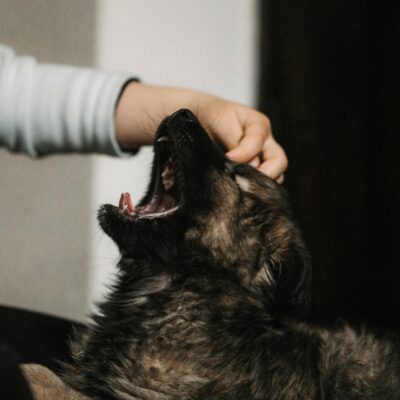 effects of stress on pets