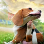 pet allergies