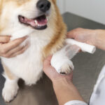 Arthritis in Dogs