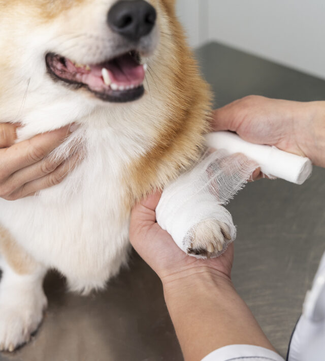 Arthritis in Dogs