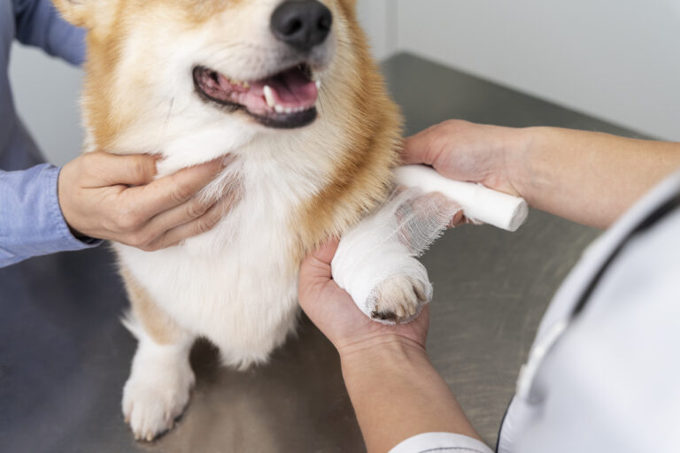 Picture of Early Signs of Arthritis in Dogs & How to Spot Joint Pain Early ...