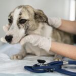Early Signs of Stomach Cancer in Dogs
