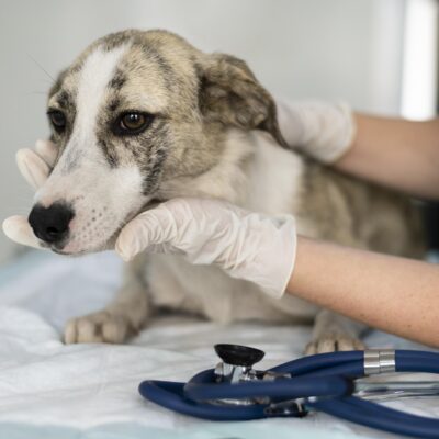 Early Signs of Stomach Cancer in Dogs