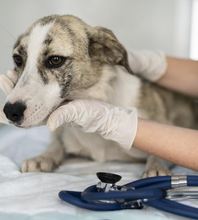 Early Signs of Stomach Cancer in Dogs