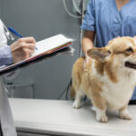 importance of pet wellness exams