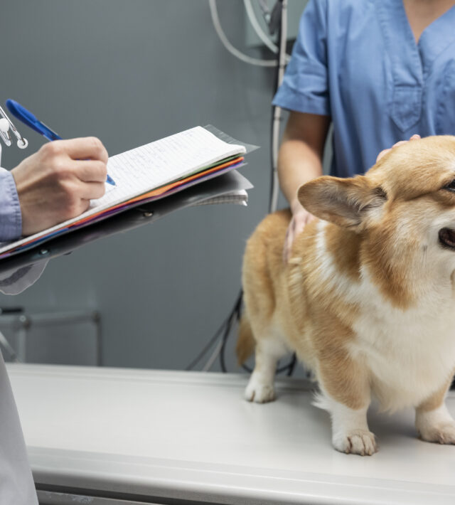 importance of pet wellness exams