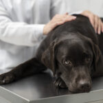 senior dog hip dysplasia treatment