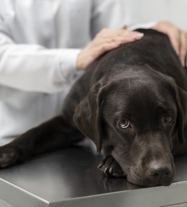 senior dog hip dysplasia treatment