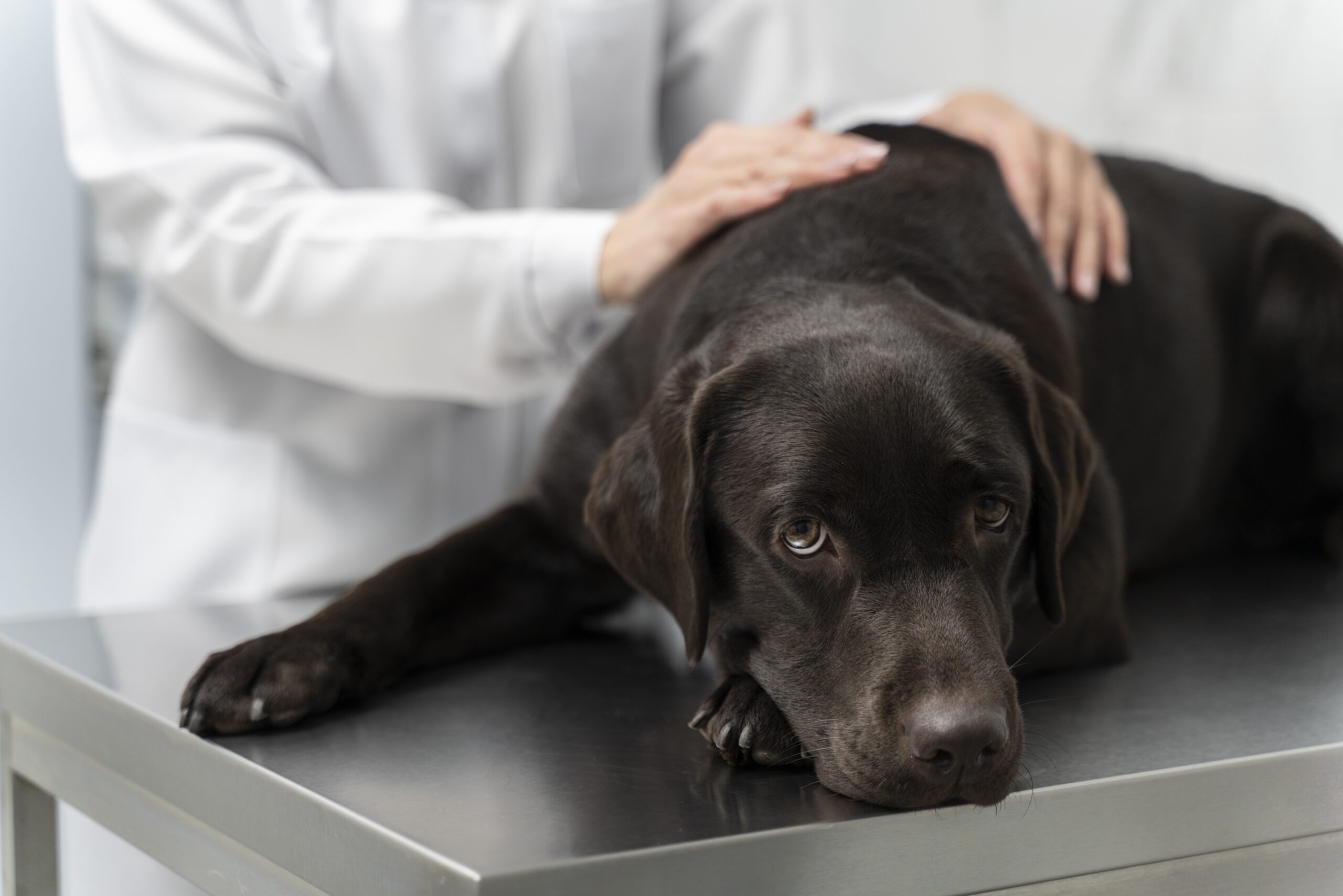 senior dog hip dysplasia treatment