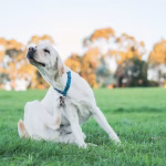 Dog Skin Irritation Treatment