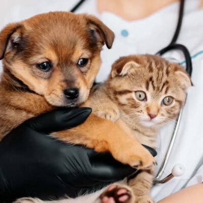 Preventive Care for Pets