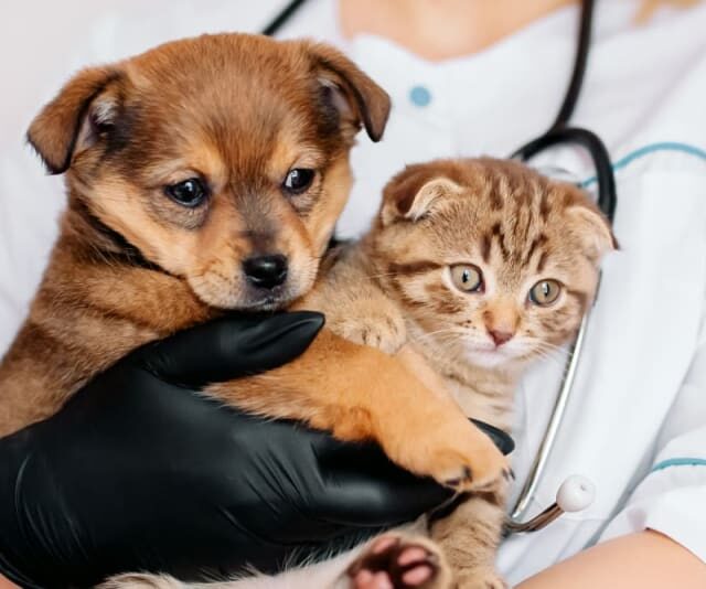 Preventive Care for Pets