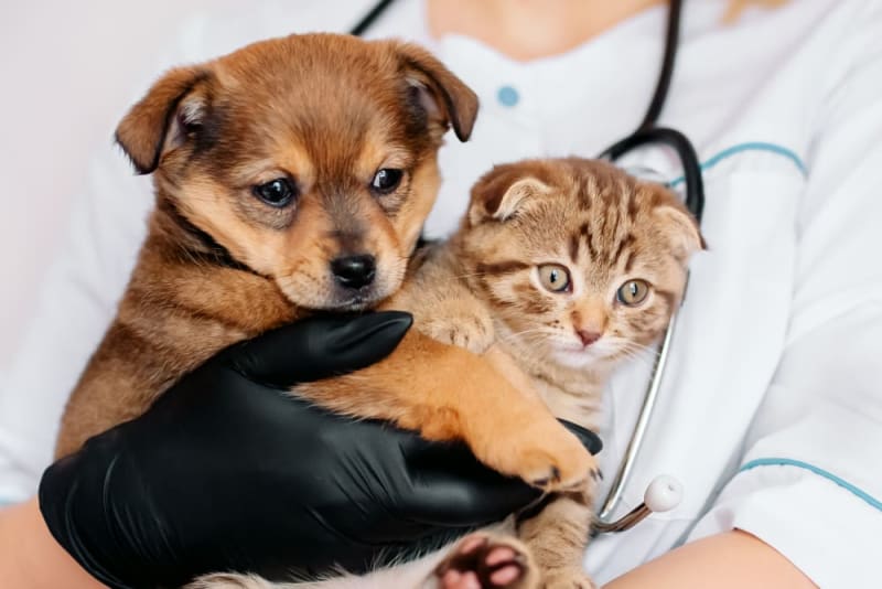 Preventive Care for Pets