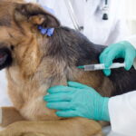 Bravecto Quantum for Dogs