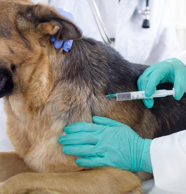 Bravecto Quantum for Dogs