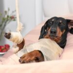Post-Surgical Care for Dogs