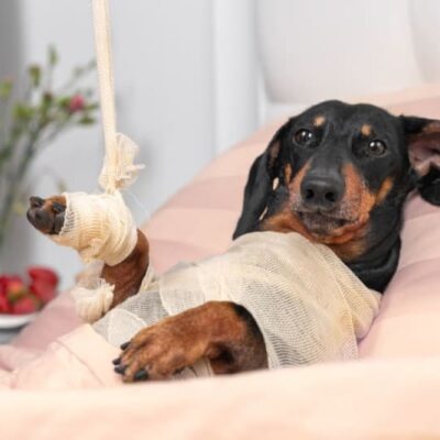 Post-Surgical Care for Dogs