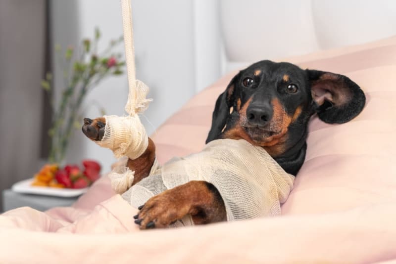 Post-Surgical Care for Dogs