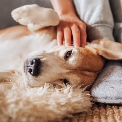 Signs of Fleas and Ticks in Dogs